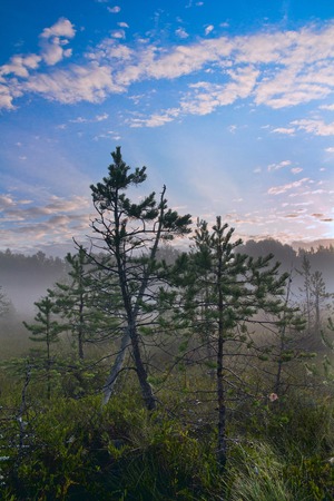 Two dwarf pine on bog. Early morning.の写真素材