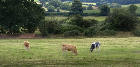 Three cows grazing on a meadow. Devon. Englandの写真素材