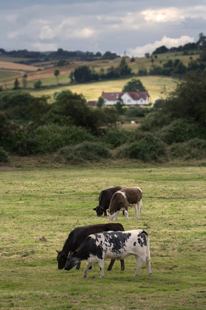Rural landscape in the suburb Exeter. Cows in the foreground. White House in the background. Devon. Englandの写真素材