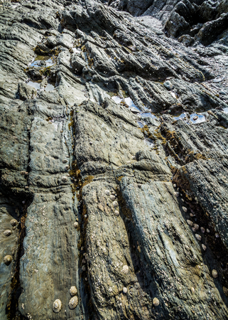 The texture of the underwater rocks at low tide.の写真素材