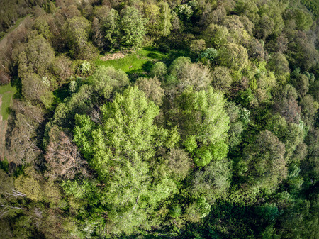 Predominantly deciduous forest from a bird's eye view. Trees with young foliage. Spring. Clear day. Yaroslavl region. Russiaの写真素材
