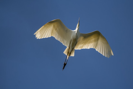 Great white heron in flight. On a clear blue sky.の写真素材