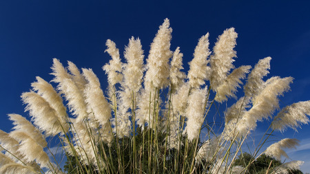 Fluffy spikelets of pampas grass against the blue sky backgroundの写真素材