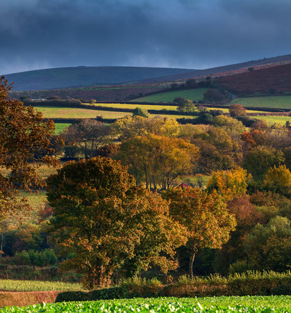 Large trees in the hills of the Dartmoor National Park. Low evening sunlight. Low clouds. Autumn. Devon. Englandの写真素材