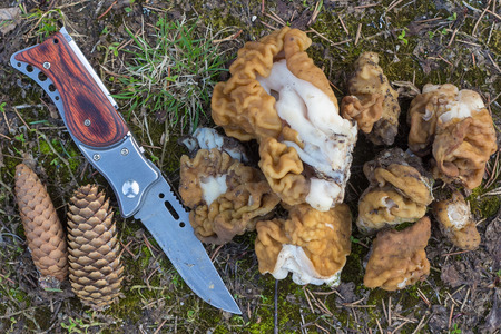 Spring mushrooms gyromitra and a penknife. They lay on the ground.の写真素材