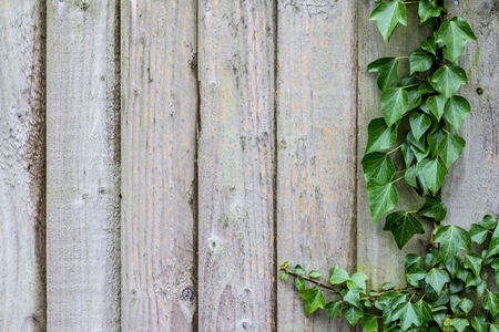 Background of wooden boards. On the side, ivy with green leavesの写真素材