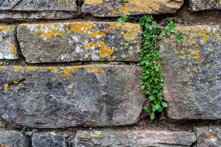 Texture of old masonry. A green plant grows from the crack.の写真素材