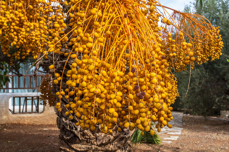 Many fruits on the branches of the date palmの写真素材
