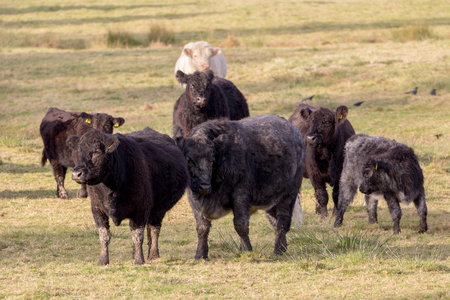 Several black cows with calves and one white cow in the background. Graze on the pasture.の写真素材