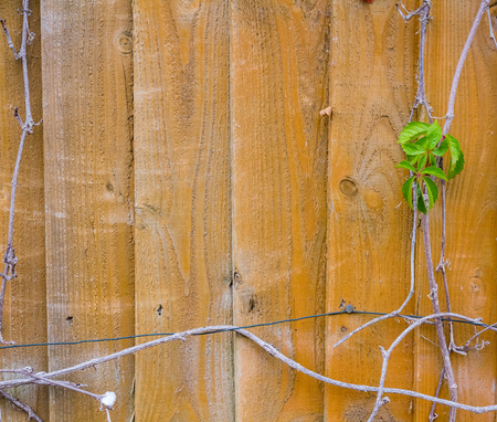 Boards as a background and framing with ivy twigs. Empty space for text.の写真素材