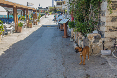 Elounda, Crete, Greece, 22 September 2013: Coastal street and cafe. The dog sits on a leash.のeditorial素材