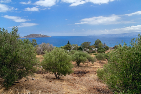 Olive trees on the coast of the Gulf of Mirabello. Crete. Greece.の写真素材