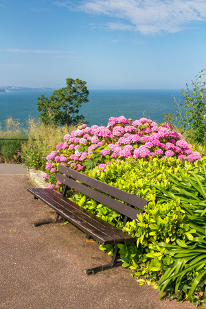 A bench in a cozy place on the high seashore. Near beautiful and lush flowering hydrangea bush. Babbacombe. Devon. Englandの写真素材