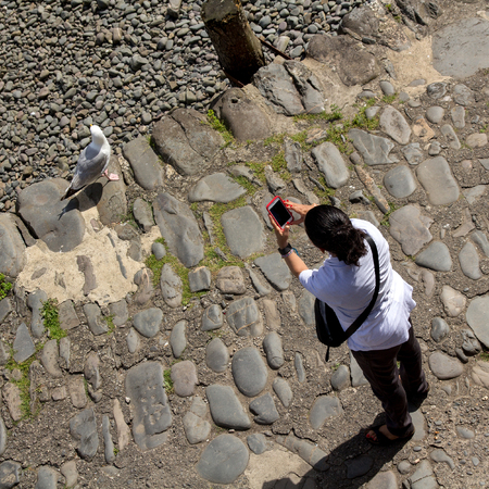 Woman photographs wild seagull with a smartphone.の写真素材