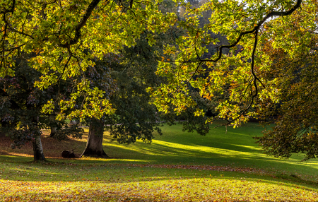 Beautiful English park in autumn. Evening sunlight is visible. It feels warm. Devon. Englandの写真素材
