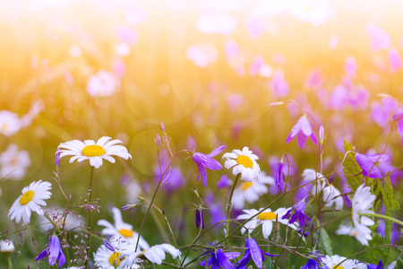 Wildflowers in the sunlight. Floral background. Macroの写真素材