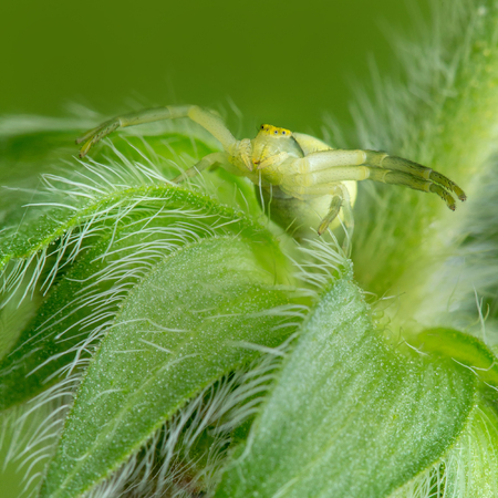 Spider (Misumena) on a hairy flower. Widely spread his paws. Waiting for prey.の写真素材