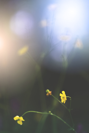 Yellow buttercup flower in the forest. Narrow focus. Blurred background with light spotsの写真素材