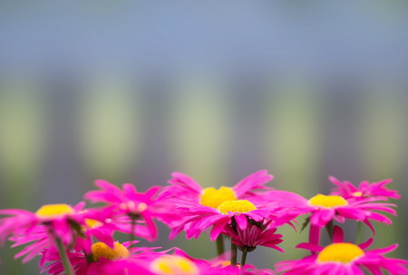 Red camomiles on a blurred background. Space blankの写真素材