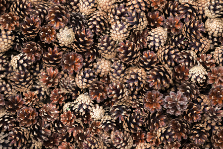 Many dry and open pine cones. Natural backgroundの写真素材