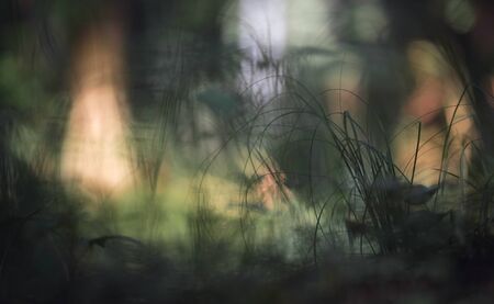 Silhouettes of grass against a background of bright bokeh spots. The scene in the dark forest looks like a mysterious one.の写真素材