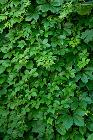 Background of fresh, juicy leaves of a girlish vine growing on the wall of a building or on a fence.の写真素材