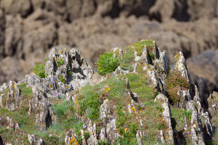 Plants growing at the peak of a small cliffの写真素材