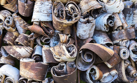 Background of a set of dry birch bark scrollsの写真素材