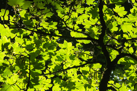 Bright green foliage in the sunlight. Natural backgroundの写真素材