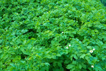 Green leaves and potato flowers in the summerの写真素材