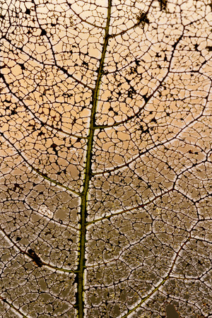 The skeleton is a leaf of a tree. The leaf is damaged (eaten) by the beetle larvae. Natural background.の写真素材