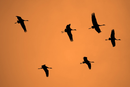 Silhouettes of flying cranes against the background of an orange sunset or dawn skyの写真素材