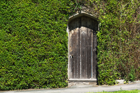 The old door in the wall. The wall was overgrown with a curly plantの写真素材