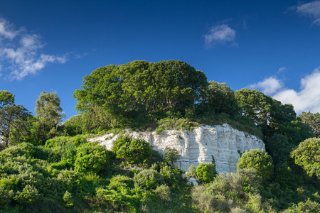 Large trees on a white rock. Near the village of Beer. Devon. UKの写真素材