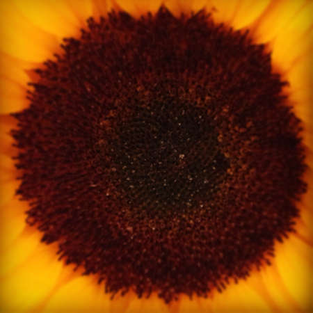 sunflower, close upの素材