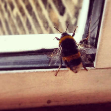 Bee by the window