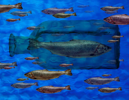 GREEN FISH TRAPPED IN BOTTLE SWIMMING IN OPPOSITE DIRECTION TO SHOAL OF RED FISHの写真素材