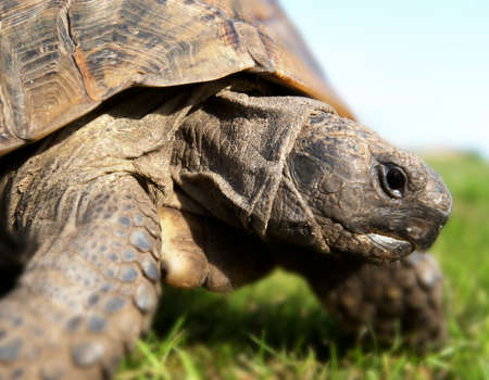 TORTOISE IN GARDEN IN CLOSE UP