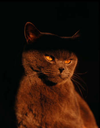 Brown cat with yellow eyes.の写真素材