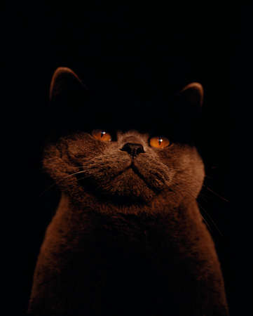 BROWN CAT WITH YELLOW EYES SAT IN DARKNESS