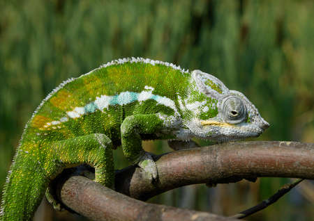 GREEN CHAMELEON CLIMBING ON TREE BRANCHの写真素材