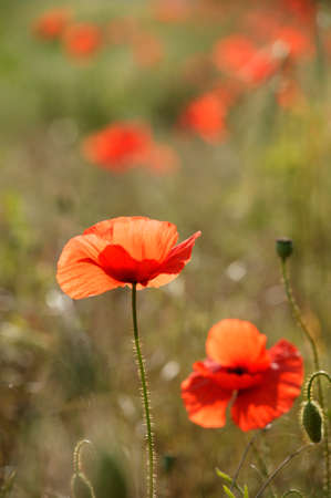 WILD POPPIES IN CLOSE UPの写真素材