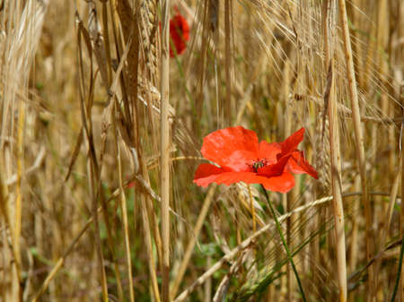 WILD POPPY GROWING IN CORN FIELDの写真素材