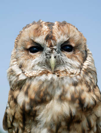 TAWNY OWL FACE CLOSE UPの写真素材