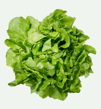 Fresh green lettuce isolated on white backgroundの写真素材