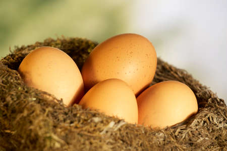 Four brown eggs in nest in close upの写真素材