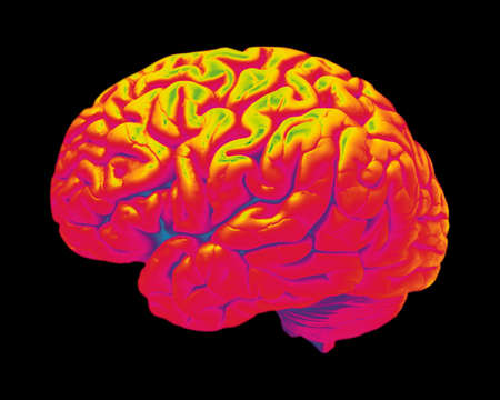 False colour image of human brain isolated on black background