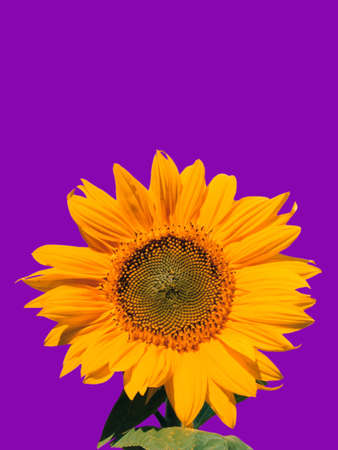 Single yellow sunflower isolated on purple backgroundの写真素材