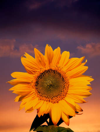 Single yellow sunflower against twilight sky backgroundの写真素材
