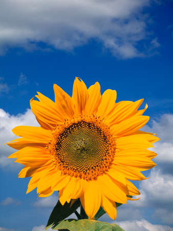 Sunflower against blue sky and clouds backgroundの写真素材